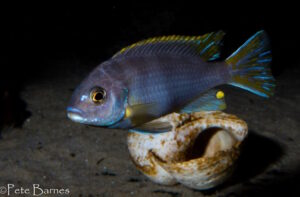 Metriaclima lanisticola